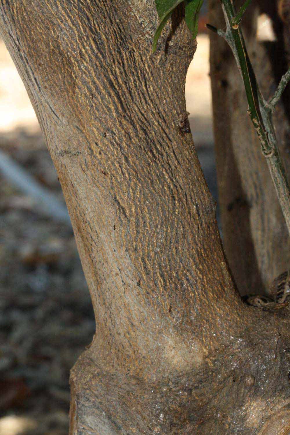              Bark (Riverside, CA)       